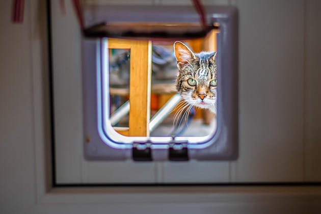 Our top tips when you get a cat flap installed