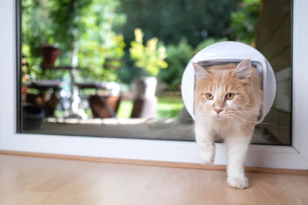 Cat flap in double glazing: why you can’t cut existing glass
