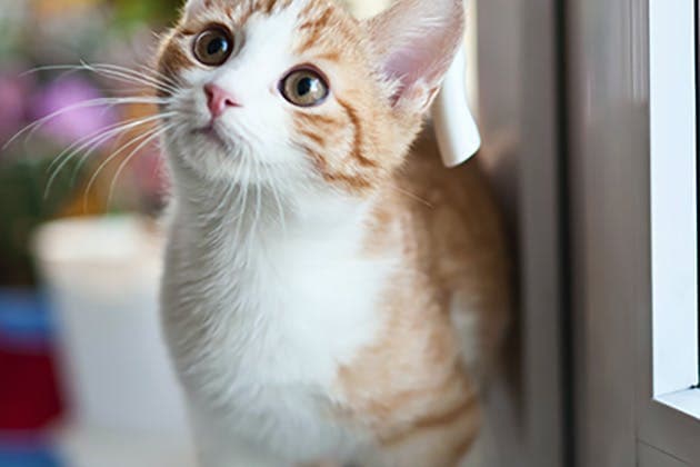 Are Cat Flaps Becoming a New Trend?