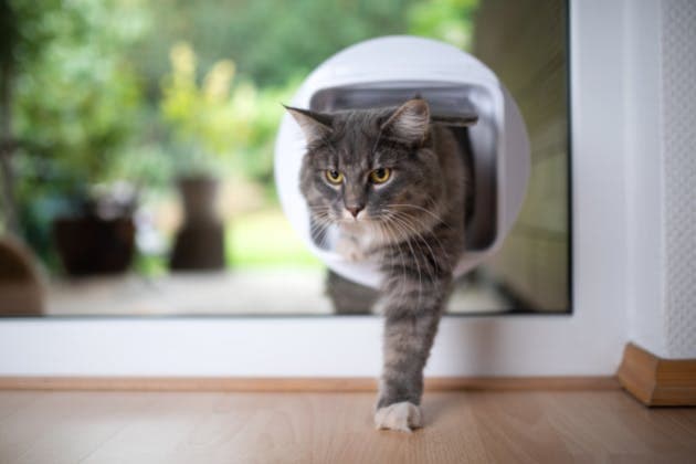 Professional Cat Flap Fitting (Pet Door Installation)