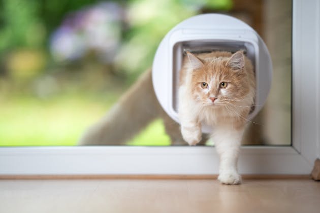 The Evolution of Cat Flaps: From Basic Doors to Smart Technology