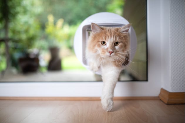 Fitting a Cat Flap in Glass Doors: What to Expect