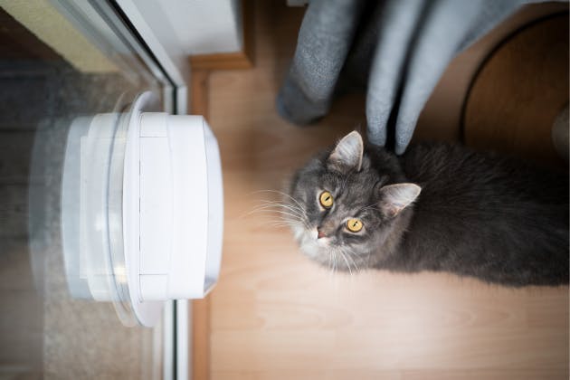 what happens during a cat flap installation?