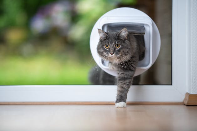 cat flap safety guide