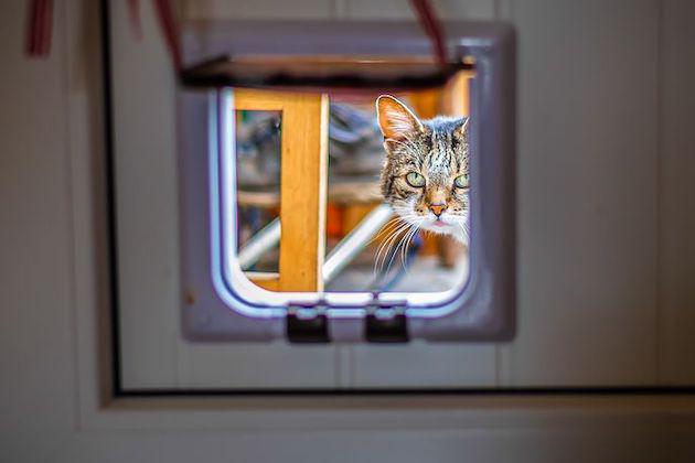 Where is the best place to install a cat flap?
