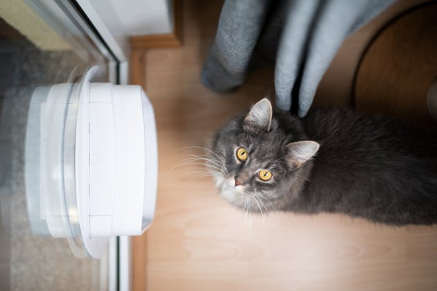 Cat Flap Installation Mistakes To Avoid