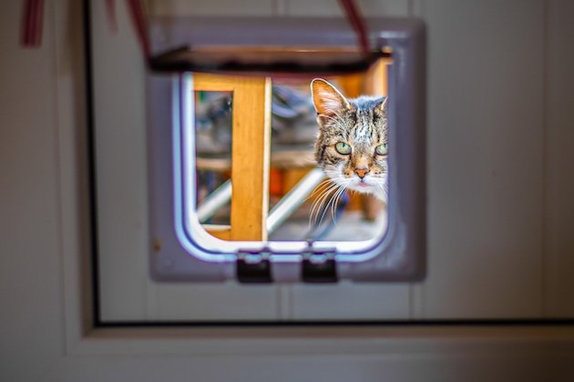 cat flap fitting Peterborough