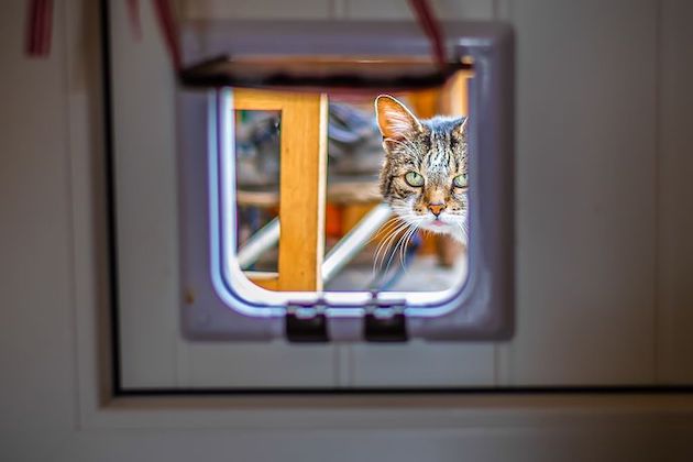 Cat flap outlet installer near me